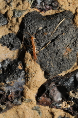 Lithobius melanops