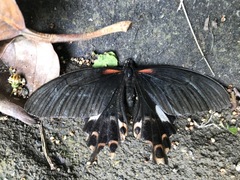 Papilio thaiwanus