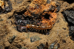Lithobius melanops