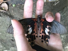 Papilio thaiwanus