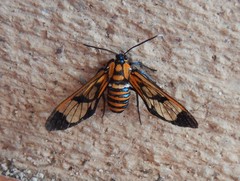 Gymnelia ethodaea