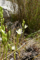 Ornithogalum schlechterianum