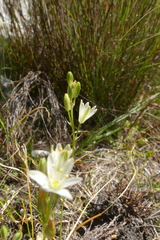 Ornithogalum schlechterianum