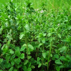 Euphrasia maximowiczii