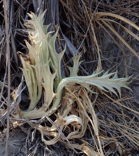 Orbea huillensis