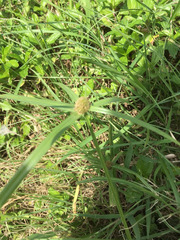 Cyperus aromaticus