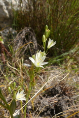 Ornithogalum schlechterianum