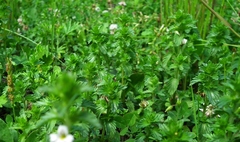 Euphrasia maximowiczii