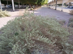 Caroxylon imbricatum