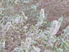 Caroxylon imbricatum