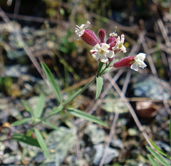 Silene repens