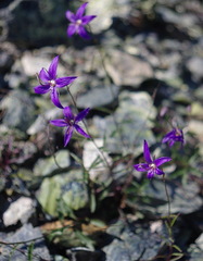 Campanula aurita