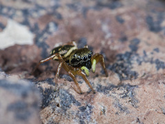 Heliophanus curvidens