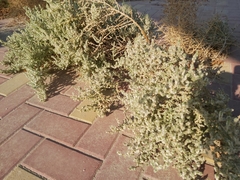 Caroxylon imbricatum