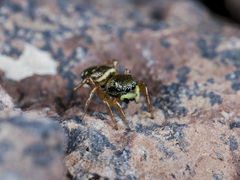Heliophanus curvidens