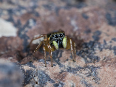 Heliophanus curvidens
