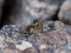 Heliophanus curvidens