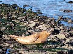 Phoca vitulina vitulina