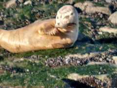 Phoca vitulina vitulina