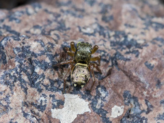 Heliophanus curvidens