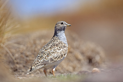 Thinocorus orbignyianus