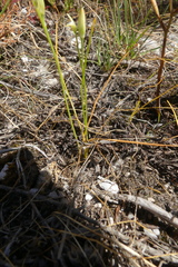 Ornithogalum schlechterianum