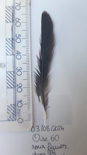 Plume de Pinson des arbres