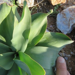 Ledebouria undulata