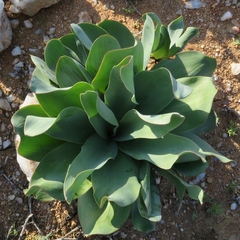 Ledebouria undulata