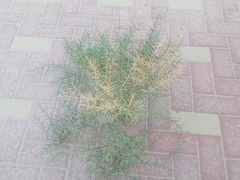 Alhagi graecorum