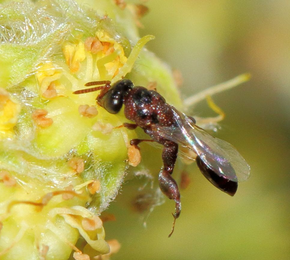 Epitraninae