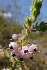 Erica grata