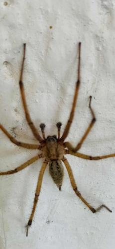 Agelena orientalis