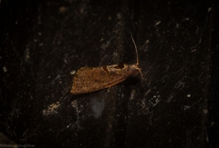 Glyphidoptera insignana