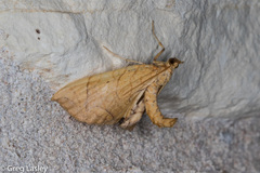 Eulithis gracilineata