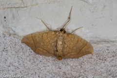 Eulithis gracilineata