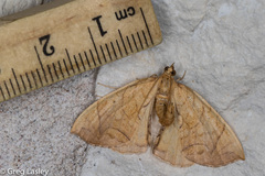 Eulithis gracilineata