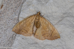 Eulithis gracilineata