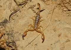 Hemiscorpius arabicus