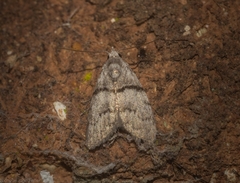 Nola pygmaeodes