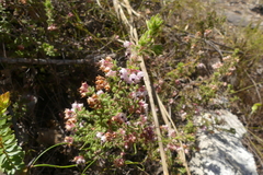 Erica grata