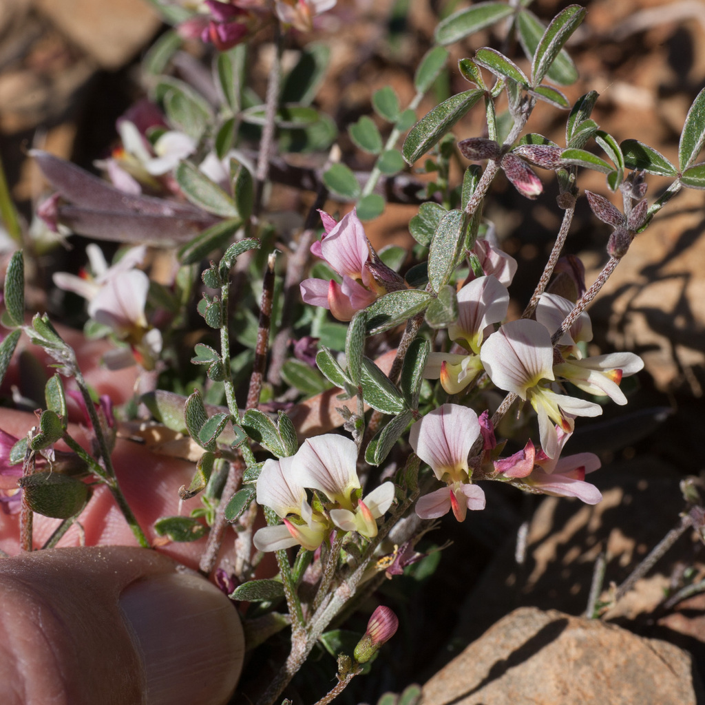 Lotononis parviflora