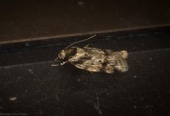 Barea basigramma