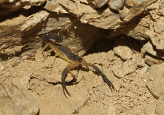 Hottentotta jayakari