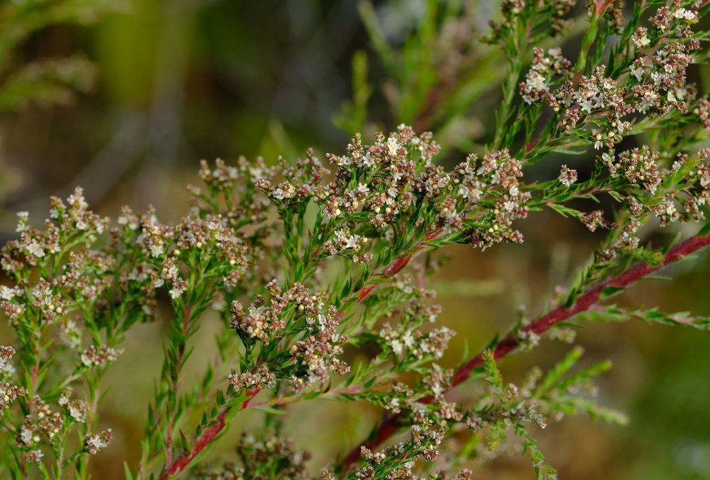 Onestyle Streambush