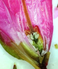Erica bracteolaris