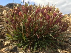Dianthus glacialis, photograph Karsten Rohweder, CC BY, iNaturalist via GBIF