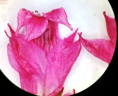 Erica bracteolaris