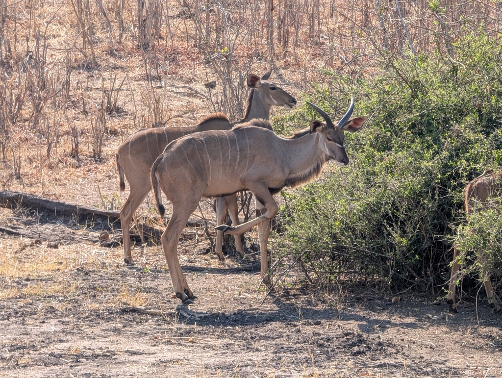 Tragelaphus strepsiceros strepsiceros, Chobe, Botswana, by Andy Hudson