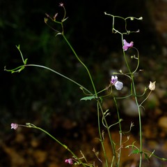 Nemesia brevicalcarata